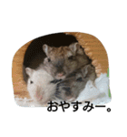 スナネズミ飼い専用（個別スタンプ：37）