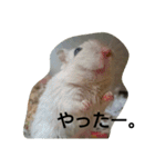 スナネズミ飼い専用（個別スタンプ：38）