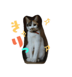 我が家の猫です٩( 'ω' )و（個別スタンプ：1）