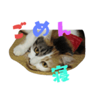 我が家の猫です٩( 'ω' )و（個別スタンプ：3）