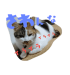 我が家の猫です٩( 'ω' )و（個別スタンプ：4）
