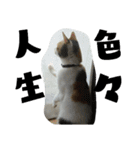 我が家の猫です٩( 'ω' )و（個別スタンプ：6）