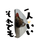 我が家の猫です٩( 'ω' )و（個別スタンプ：8）