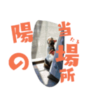 我が家の猫です٩( 'ω' )و（個別スタンプ：10）