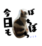 我が家の猫です٩( 'ω' )و（個別スタンプ：13）