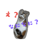 我が家の猫です٩( 'ω' )و（個別スタンプ：14）