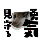 我が家の猫です٩( 'ω' )و（個別スタンプ：15）
