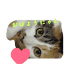 我が家の猫です٩( 'ω' )و（個別スタンプ：16）