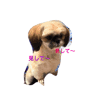シーズン犬スタンプ（個別スタンプ：1）