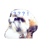 シーズン犬スタンプ（個別スタンプ：4）