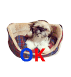 シーズン犬スタンプ（個別スタンプ：5）