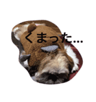 シーズン犬スタンプ（個別スタンプ：6）