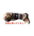 シーズン犬スタンプ（個別スタンプ：7）