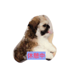 シーズン犬スタンプ（個別スタンプ：8）