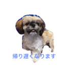 シーズン犬スタンプ（個別スタンプ：9）