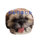 シーズン犬スタンプ（個別スタンプ：10）