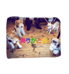 シーズン犬スタンプ（個別スタンプ：11）