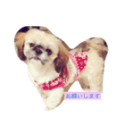 シーズン犬スタンプ（個別スタンプ：12）