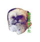 シーズン犬スタンプ（個別スタンプ：13）