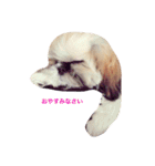 シーズン犬スタンプ（個別スタンプ：15）