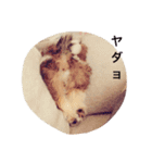 シーズン犬スタンプ（個別スタンプ：16）