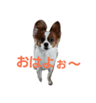 イルりゅあ（個別スタンプ：2）