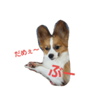 イルりゅあ（個別スタンプ：6）