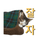 ブイ2（個別スタンプ：5）