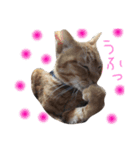 かわいいネコ2（個別スタンプ：5）