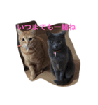 かわいいネコ2（個別スタンプ：11）