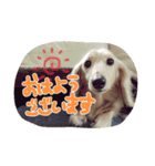 わんこはっちゃん（個別スタンプ：1）
