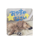 わんこはっちゃん（個別スタンプ：2）