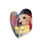 わんこはっちゃん（個別スタンプ：3）