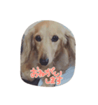 わんこはっちゃん（個別スタンプ：5）