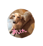 わんこはっちゃん（個別スタンプ：7）
