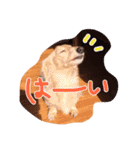 わんこはっちゃん（個別スタンプ：9）