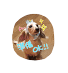 わんこはっちゃん（個別スタンプ：15）