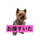 ミーとデイジー（個別スタンプ：4）