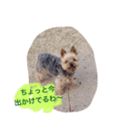 ミーとデイジー（個別スタンプ：5）