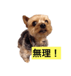 ミーとデイジー（個別スタンプ：8）