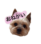 ミーとデイジー（個別スタンプ：15）