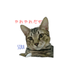 空と彩（個別スタンプ：2）