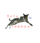 空と彩（個別スタンプ：4）
