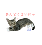 空と彩（個別スタンプ：5）