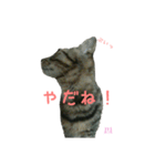 空と彩（個別スタンプ：10）
