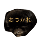 ペキニーズ三兄弟 2（個別スタンプ：3）