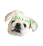ペキニーズ三兄弟 2（個別スタンプ：5）