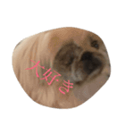 ペキニーズ三兄弟 2（個別スタンプ：6）