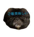 ペキニーズ三兄弟 2（個別スタンプ：8）