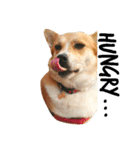 Humphrey Hamster and Lajka Dog（個別スタンプ：1）